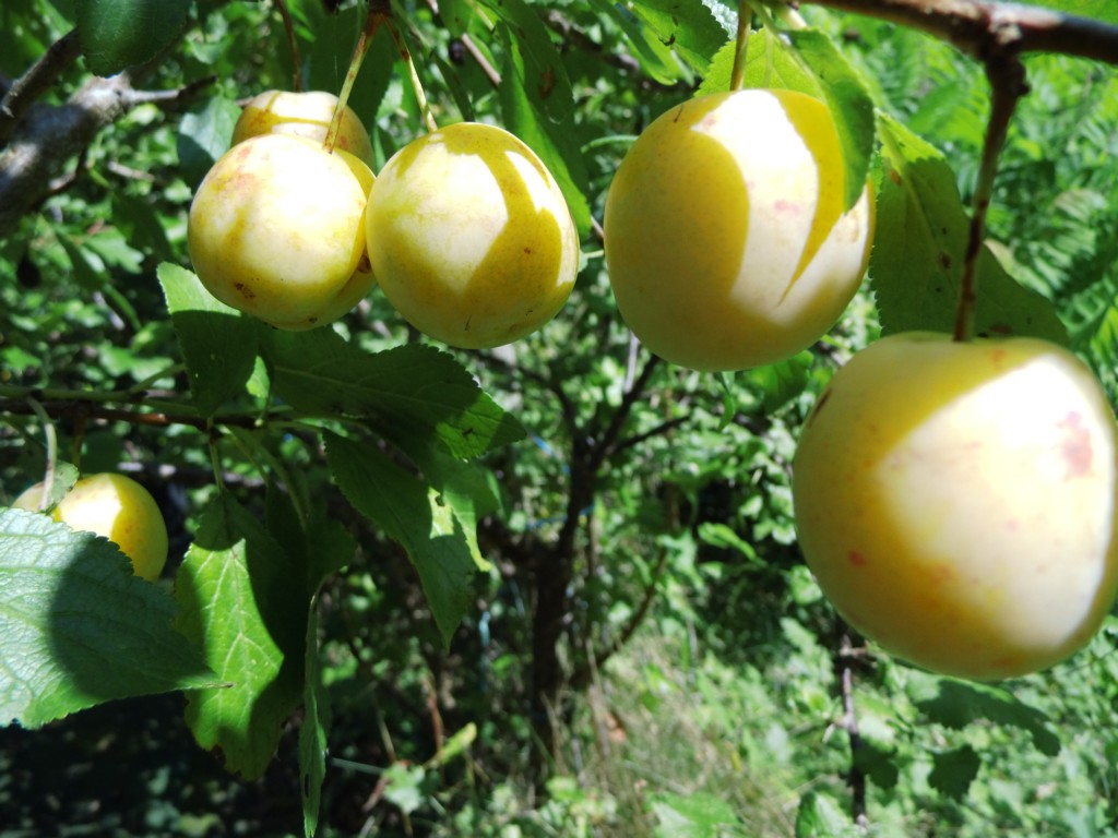 Prunus domestica - Pflaume, Mirabelle
